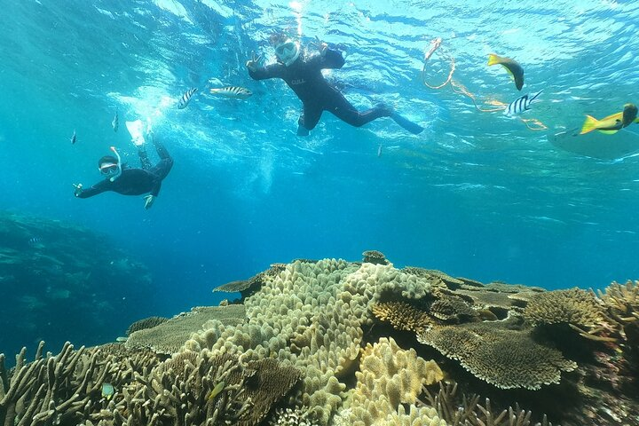 Okinawa : Boat Snorkeling 1 Round at Minna, Sesoko or Motobu - Photo 1 of 7