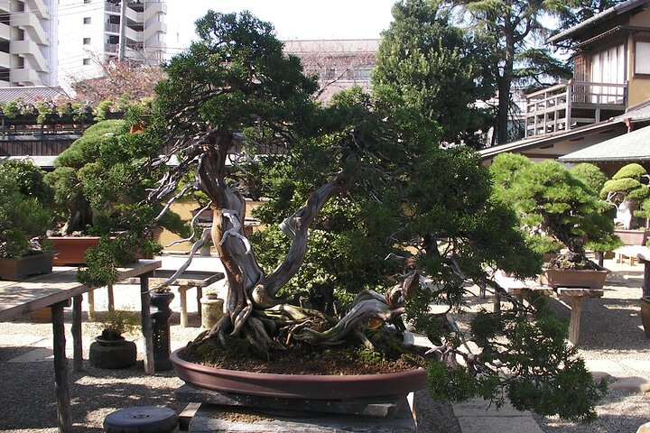 Explore the serene beauty of bonsai artistry at Shunkaen where intricate designs meet nature's elegance. Engage in hands-on workshops and appreciate the tranquility of this unique experience.