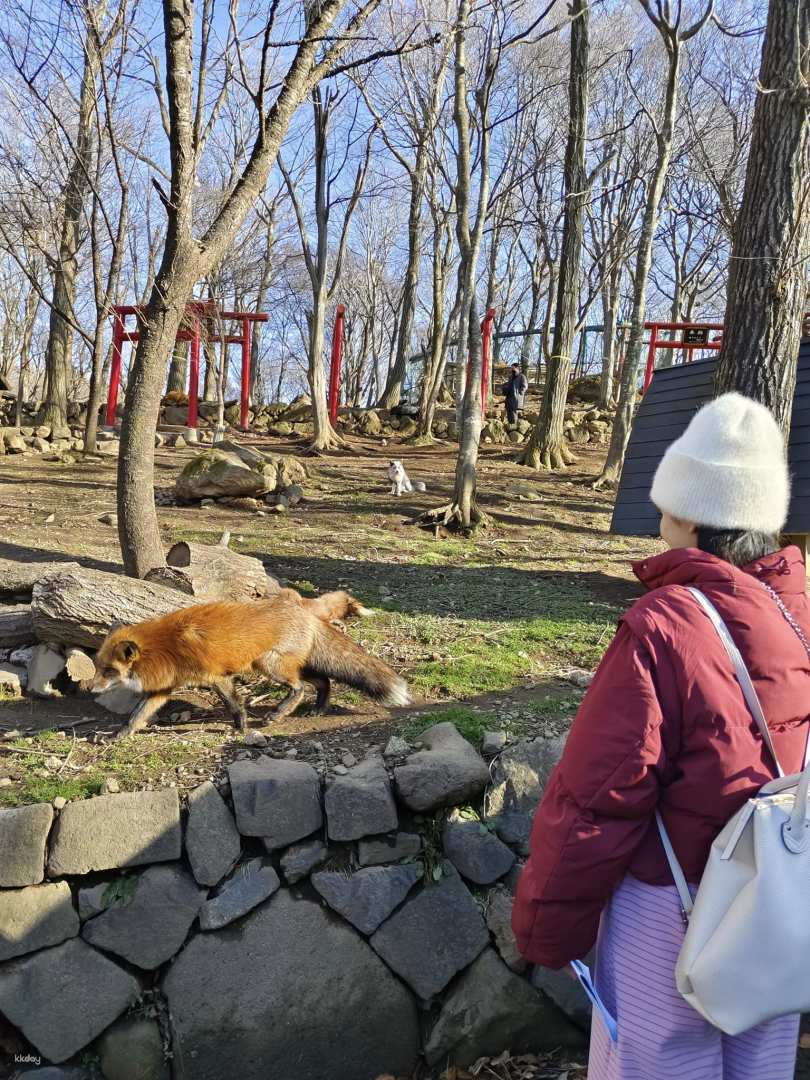 Zao Fox Village + Fruit Picking Experience One Day Tour - Photo 1 of 9