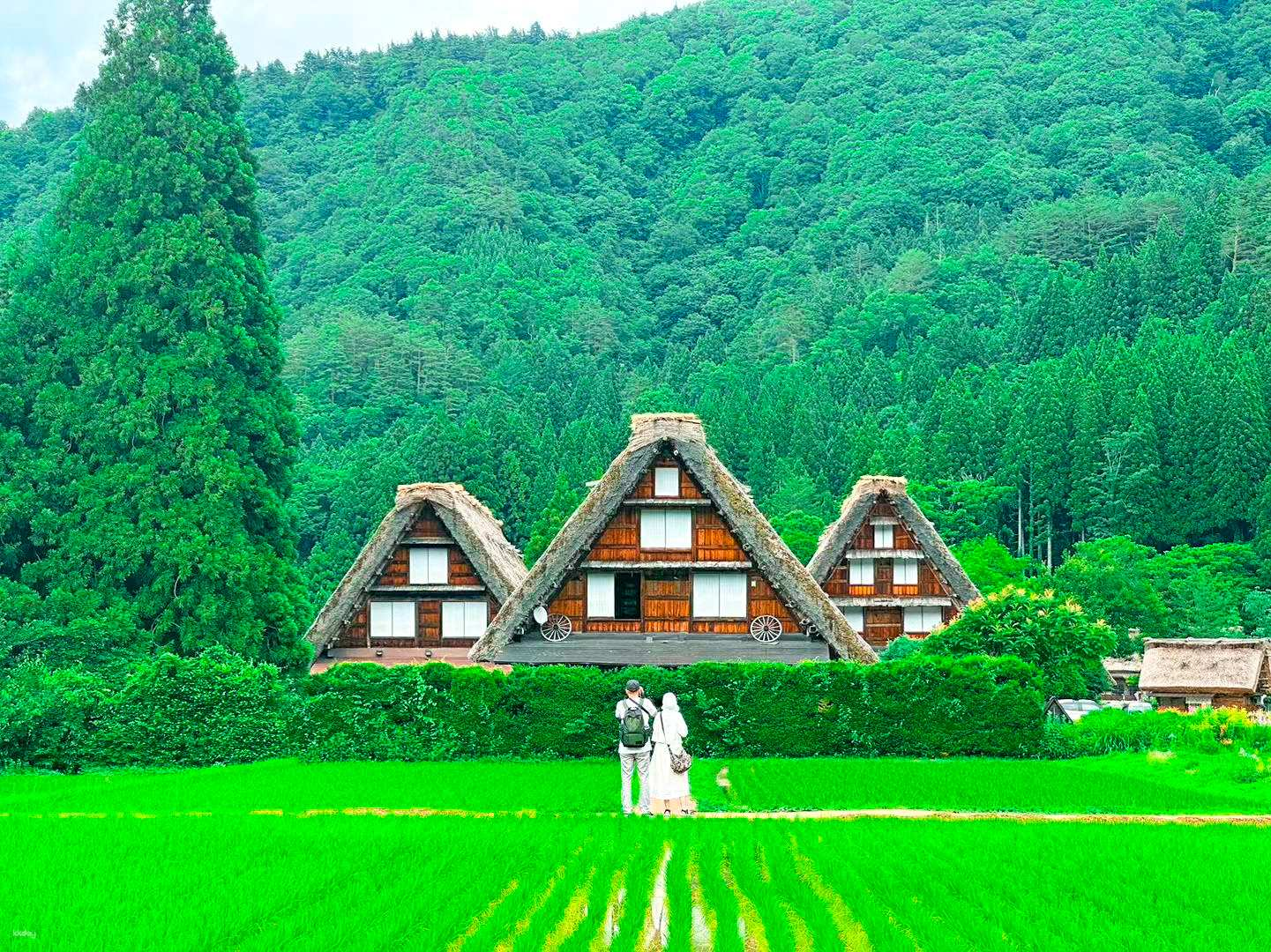 Central Japan Day Tour from Nagoya: Gassho Village in Shirakawa-go & Hida Takayama Old Town - Photo 1 of 10