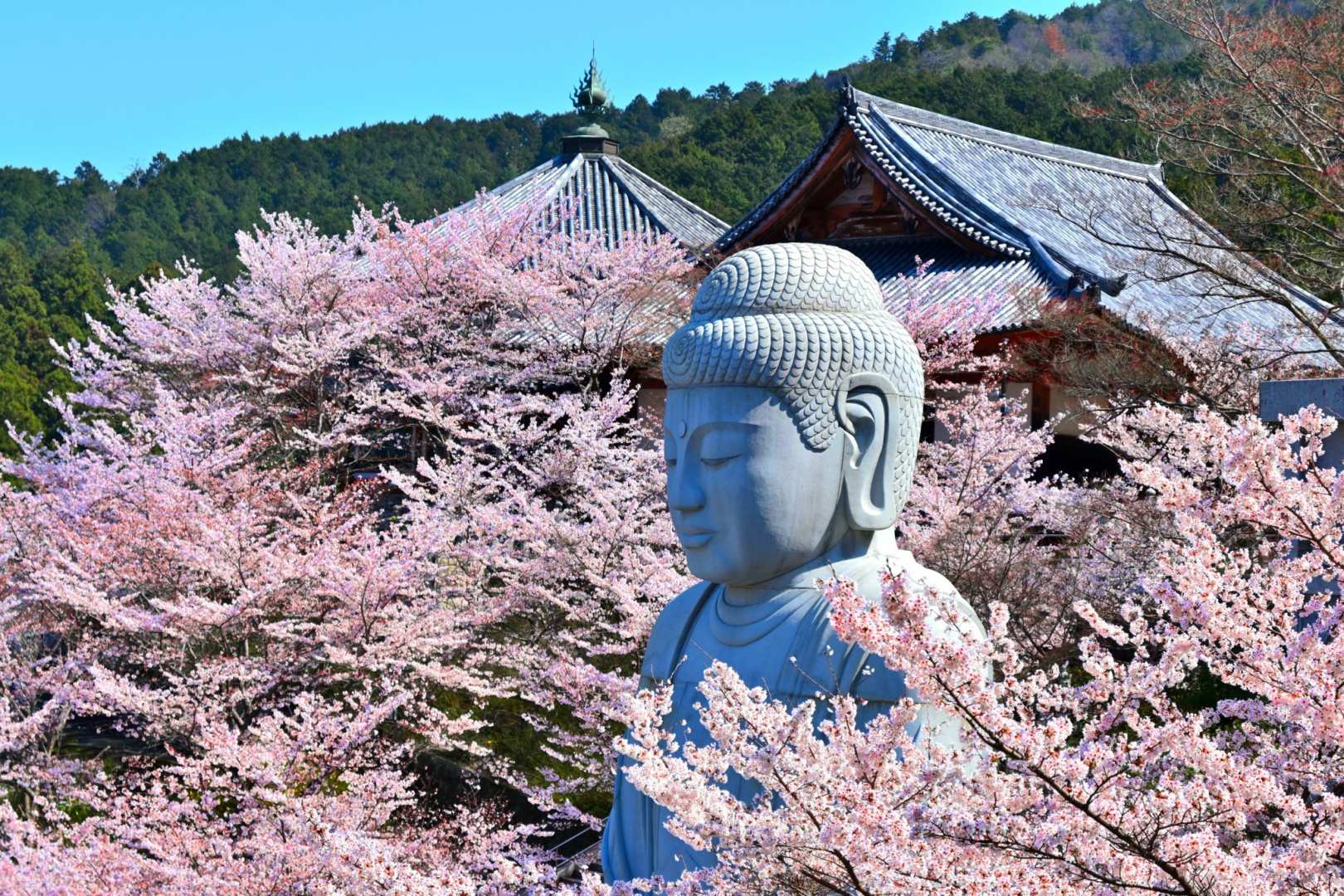 Cherry Blossom Buddha and Mt.Yoshino with Strawberry Picking Tour - Photo 1 of 8