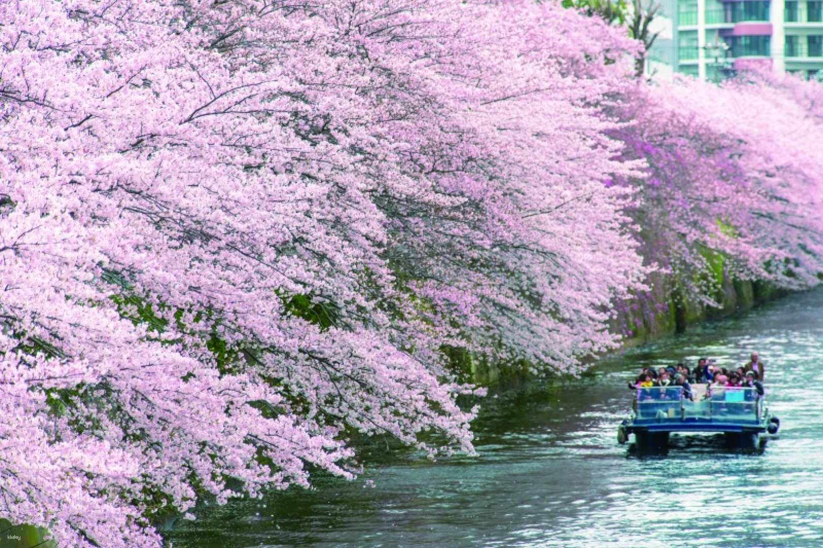 Cherry Blossom Cruise｜Tokyo Meguro River [Shared] - Photo 1 of 5