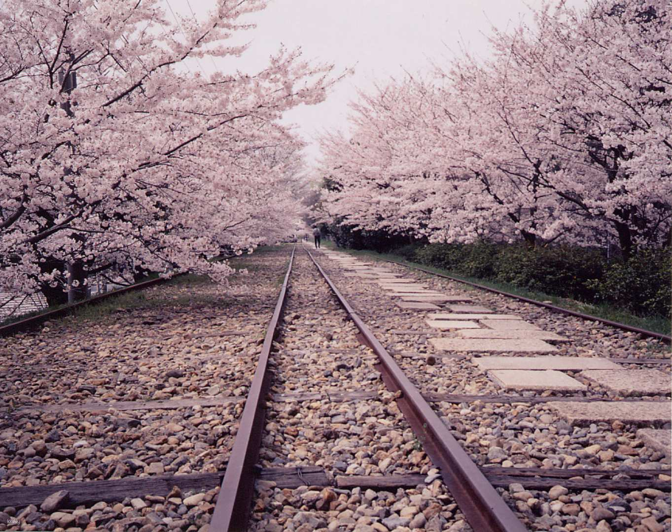 Kyoto Cherry Blossom Day Tour | Shogunzuka Seiryuden. Gion Maruyama Park. Nanchan Temple. Kodaiji Temple | Depart from Kyoto - Photo 1 of 10