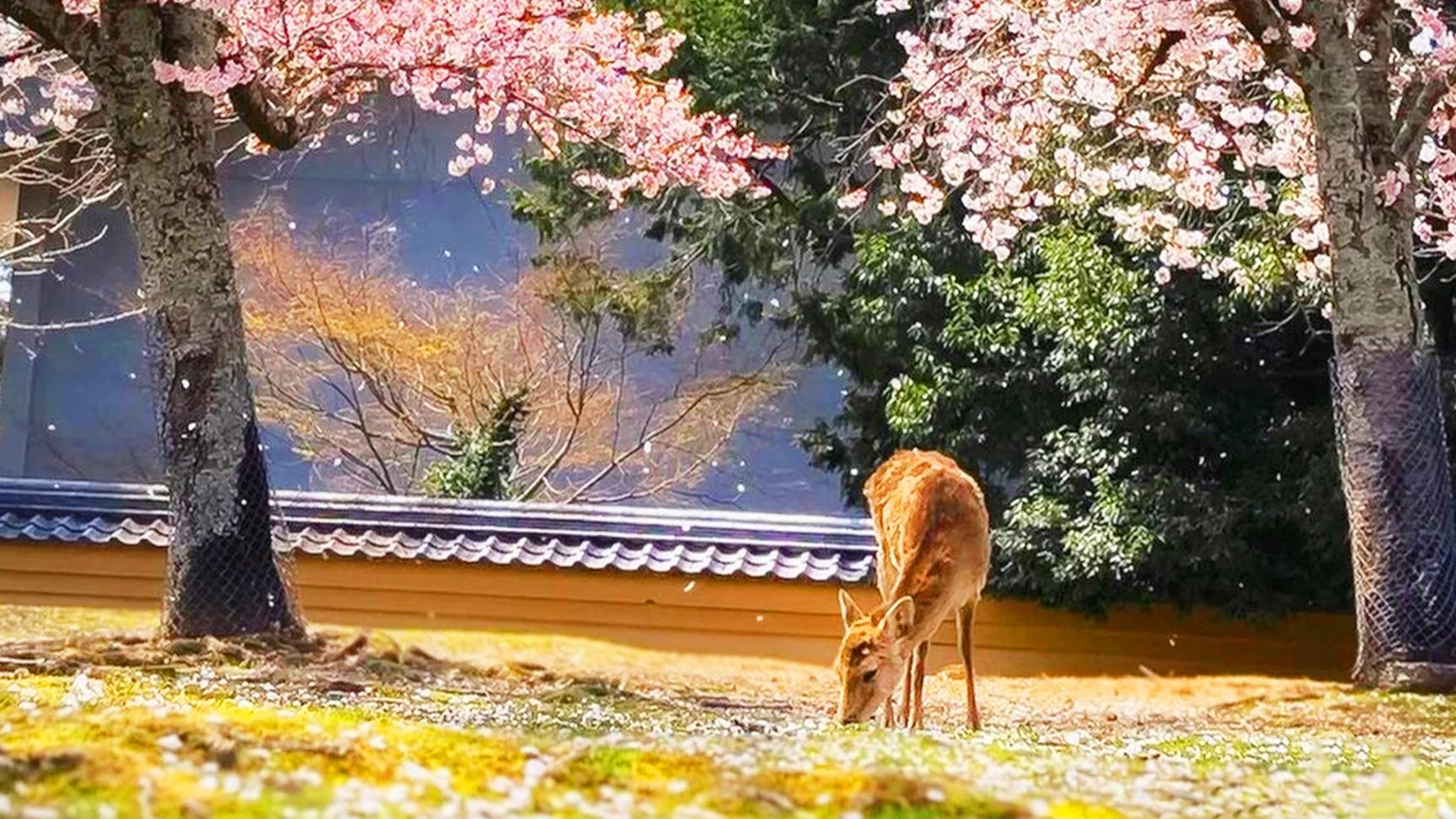 Cherry blossoms blanket the landscape as a gentle deer grazes beneath the blooming trees showcasing the serene beauty of spring in Nara Park during the iconic sakura season.