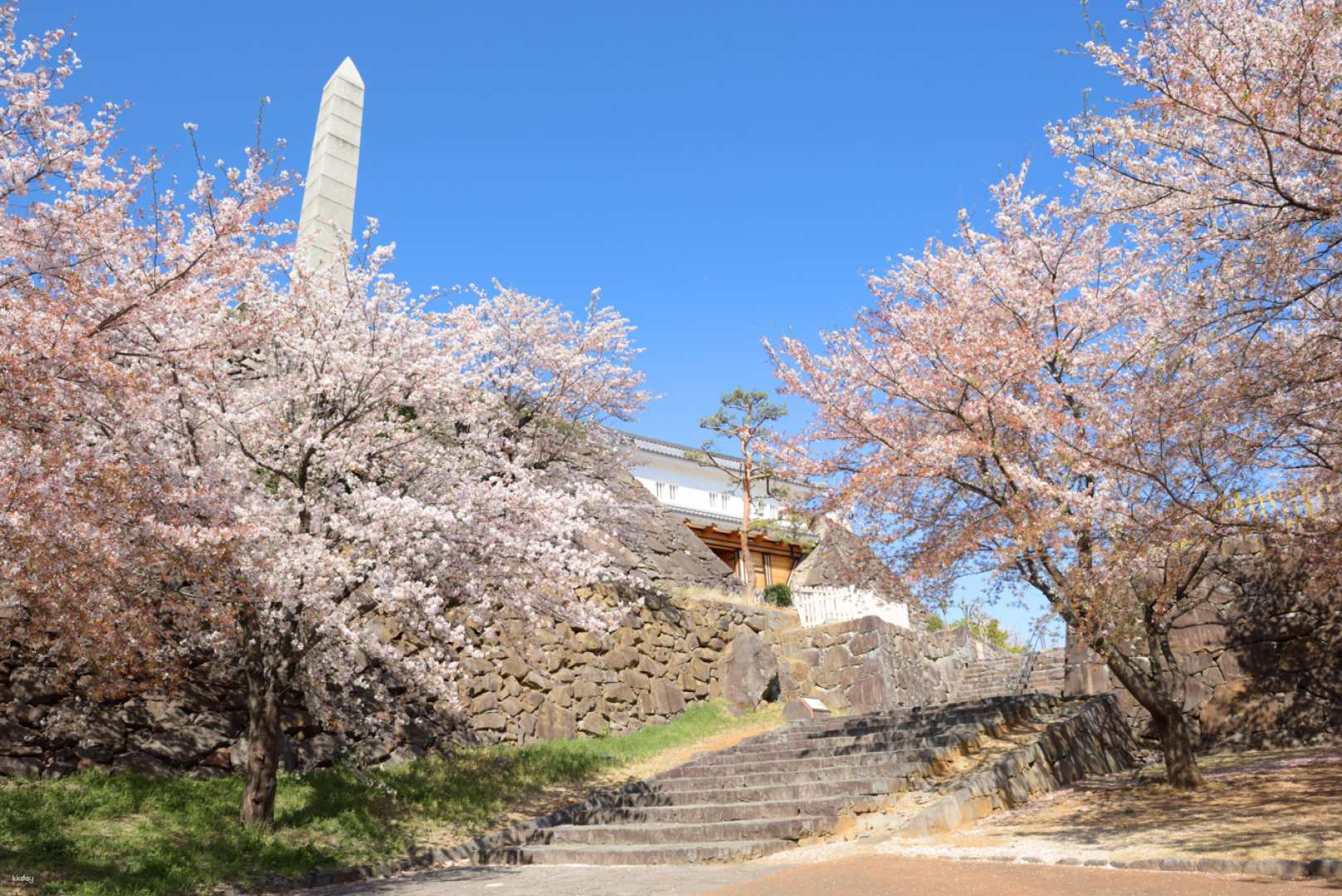 Cherry Blossom Feast: Maizuru Park Picnic & Fukuoka Open Top Bus - Photo 1 of 12