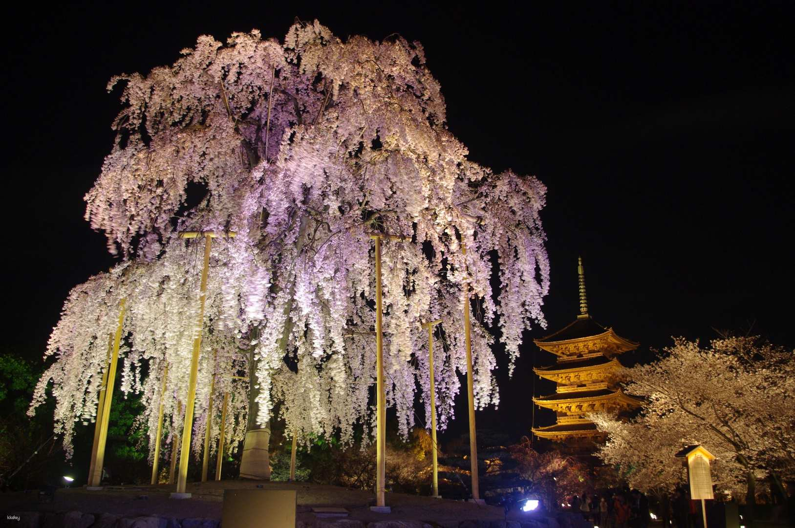 Kyoto Cherry Blossom Night Tour｜Kodai-ji Temple, To-ji Temple, Gion Maruyama Park｜Depart from Kyoto - Photo 1 of 7