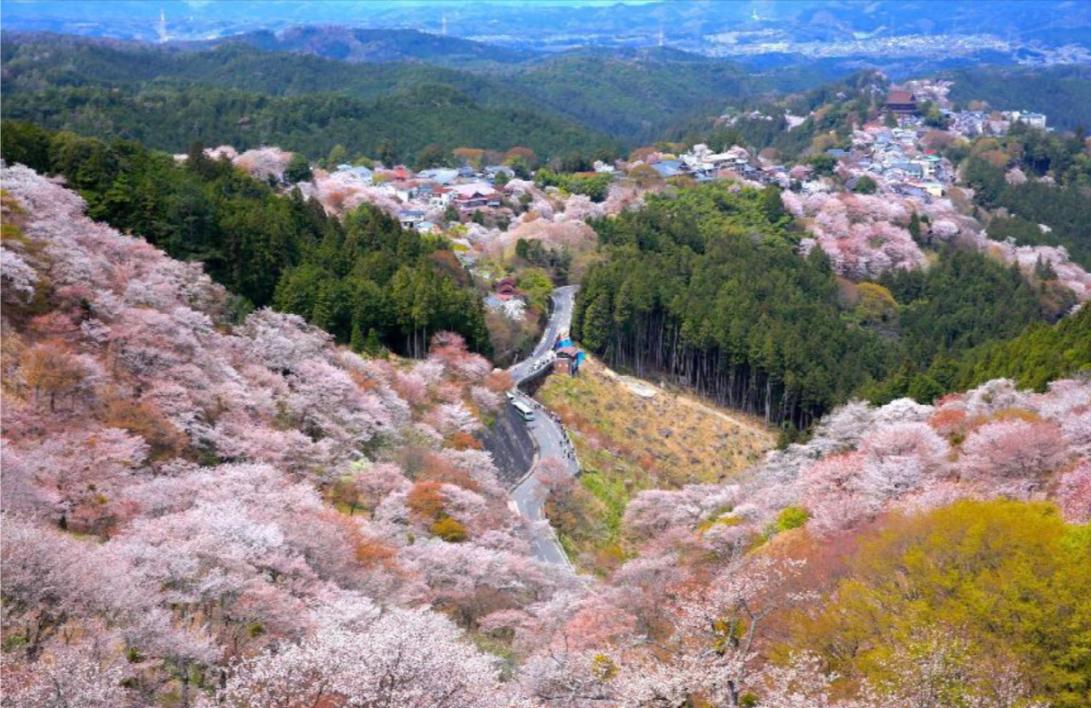 Experience the breathtaking views of Mount Yoshino where 30000 cherry blossoms create a stunning landscape offering an unforgettable journey through nature's beauty in full bloom.