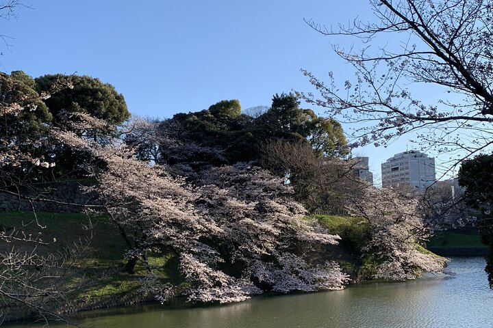 Private Tokyo Cherry Blossom Tour - Custom Sakura Viewing Spots - Photo 1 of 8