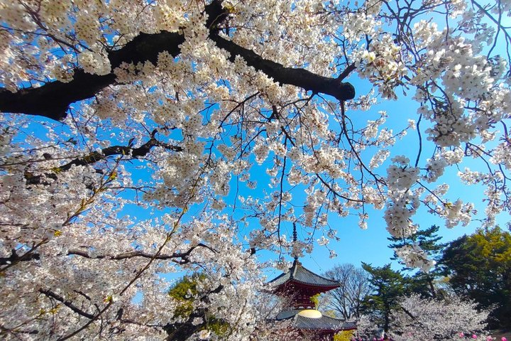 Day Trip Private Tour Kawagoe Highlights from Tokyo - Photo 1 of 22