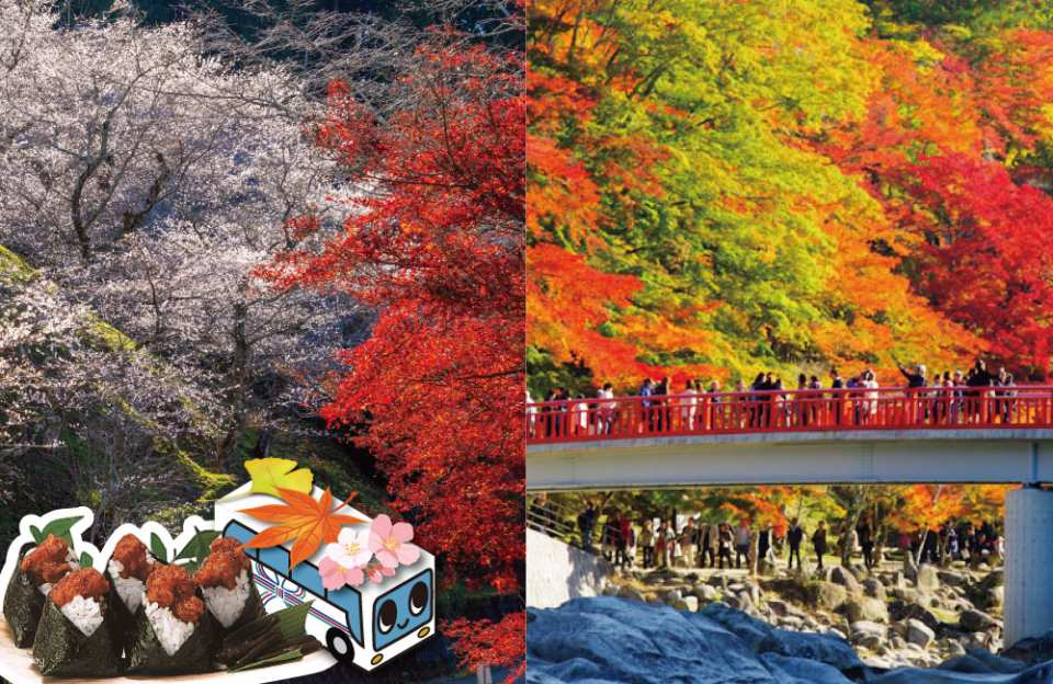 [Departing from Nagoya] One-day tour for one person: "The combination of autumn leaves at Korankei and the seasonal cherry blossoms of Obara" - Photo 1 of 4