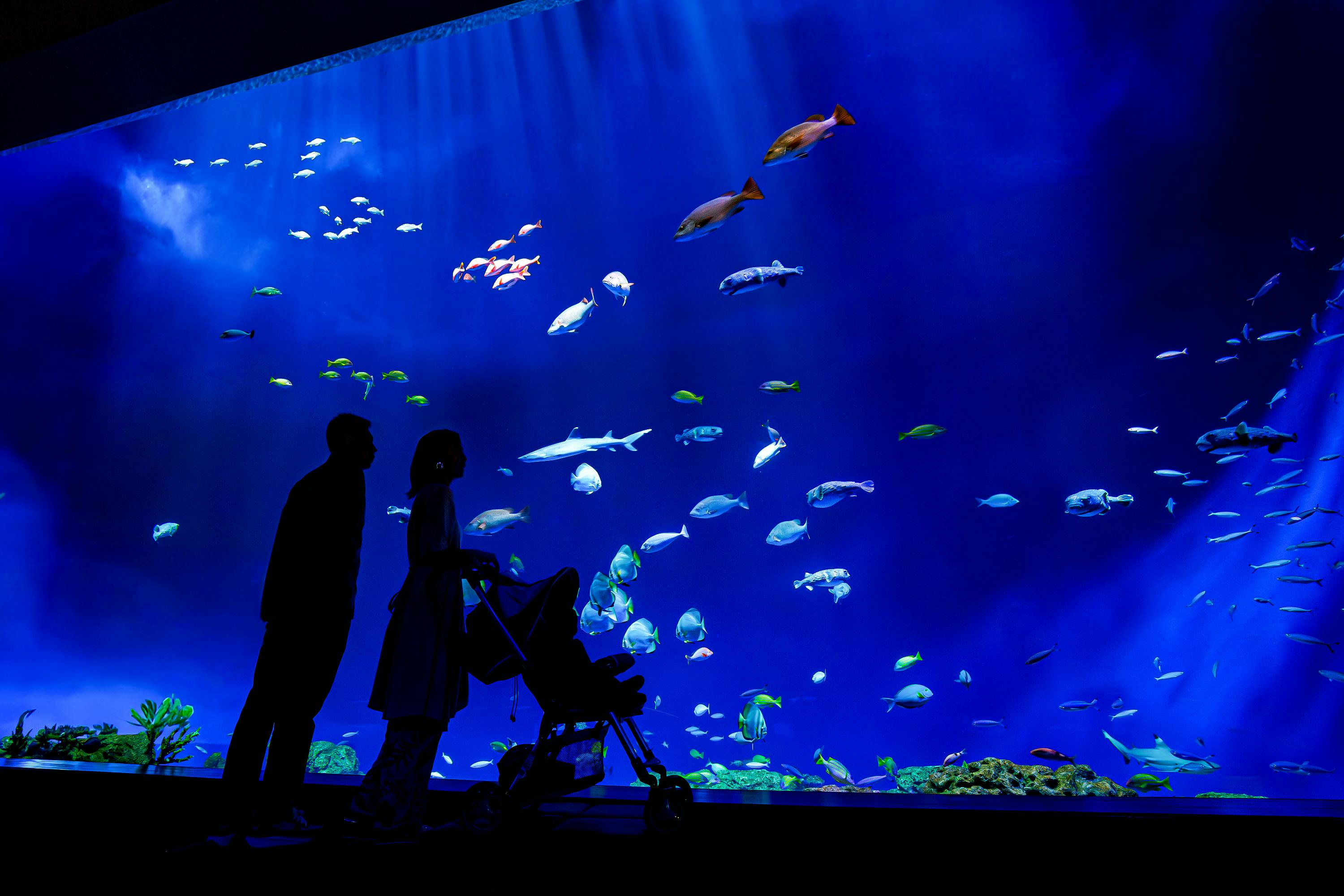 DMM Kariyushi Aquarium Okinawa: Peak Season Ticket (Redemption Required) - Photo 1 of 5