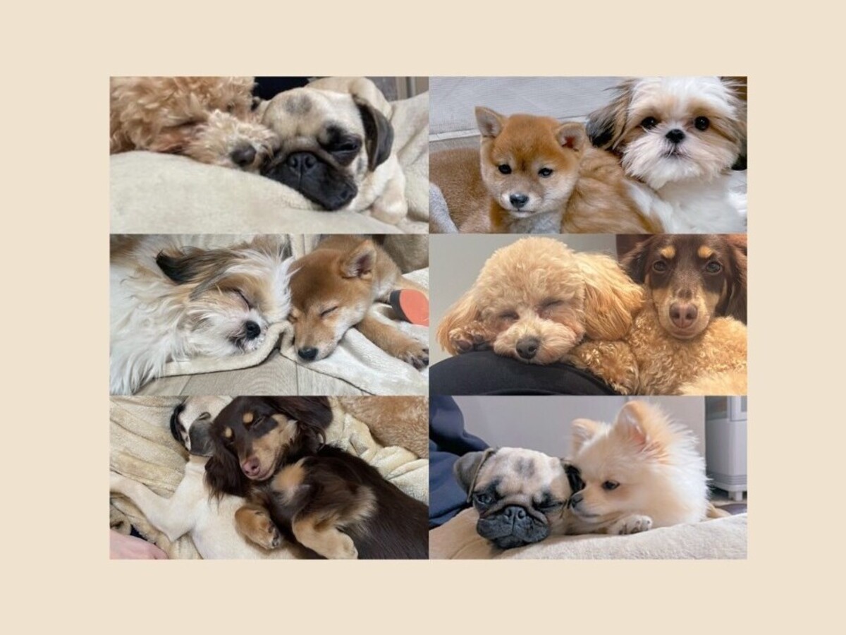 Dog Interaction Experience in Hokkaido [Let’s play with the dog!] - Photo 1 of 5