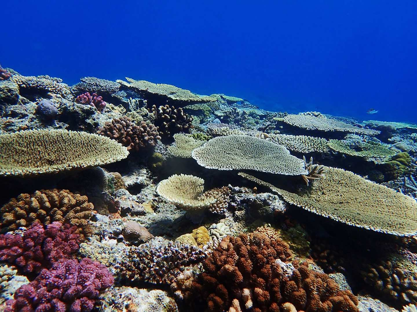 Explore the stunning coral reefs of Okinawa home to colorful marine life and serene underwater landscapes while enjoying full Chinese service for a hassle-free diving experience.