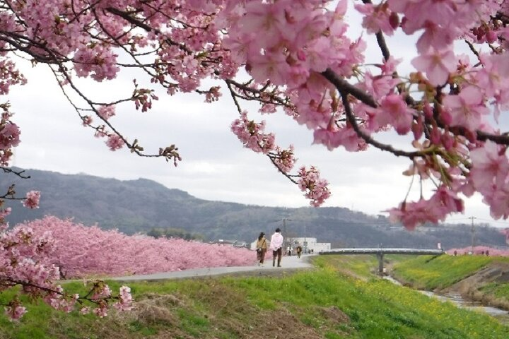 Experience the beauty of cherry blossoms in full bloom as you stroll along scenic paths surrounded by a sea of pink creating unforgettable memories amidst Japan’s natural wonders.