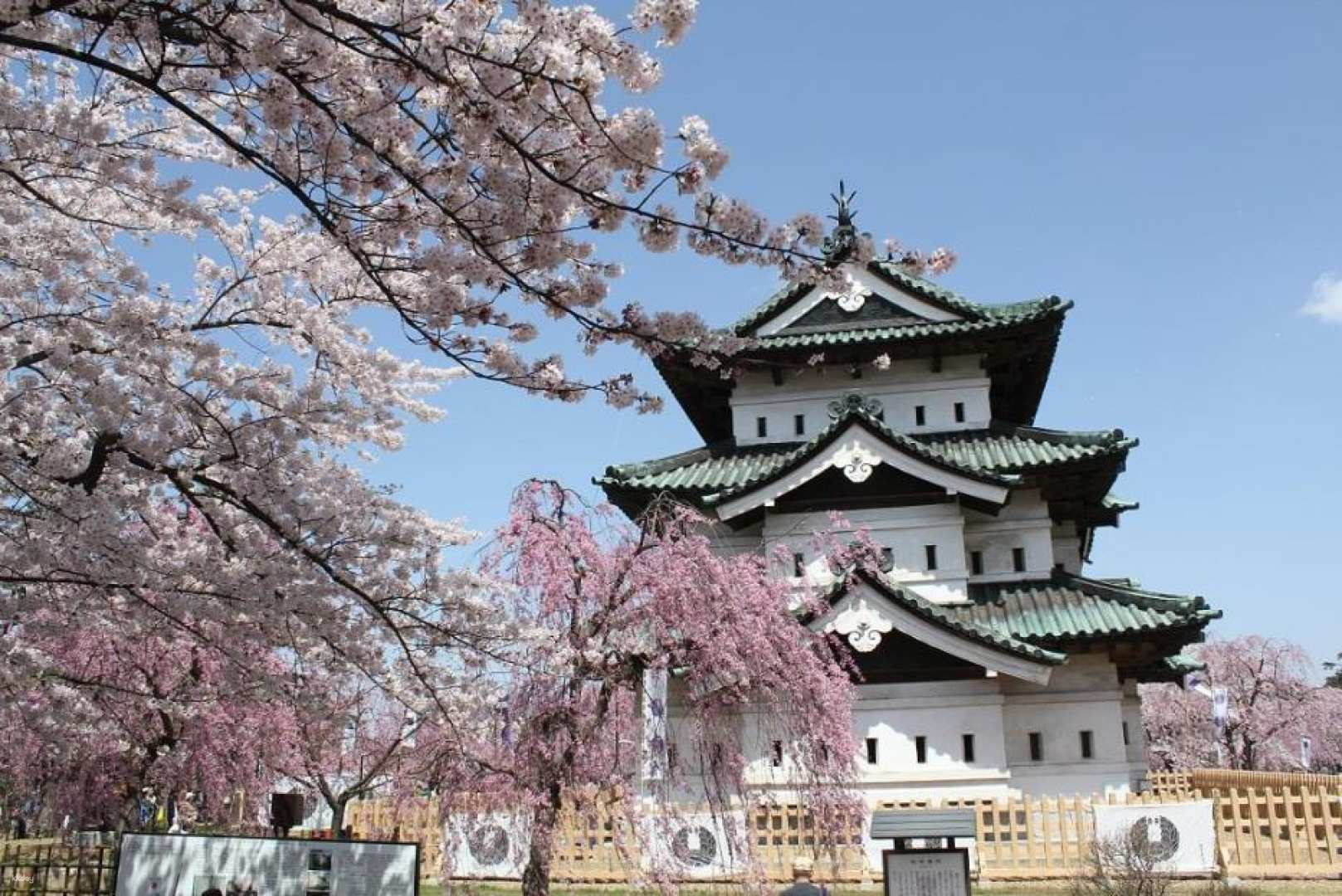 Enjoy the cherry blossoms at Kitakami Tenshochi, Kakunodate, Koiwai Farm and Hirosaki Park for about 120 minutes. Michinoku's Three Great Cherry Blossom Highlights 2-day Tour [Departing from Sendai] - Photo 1 of 3