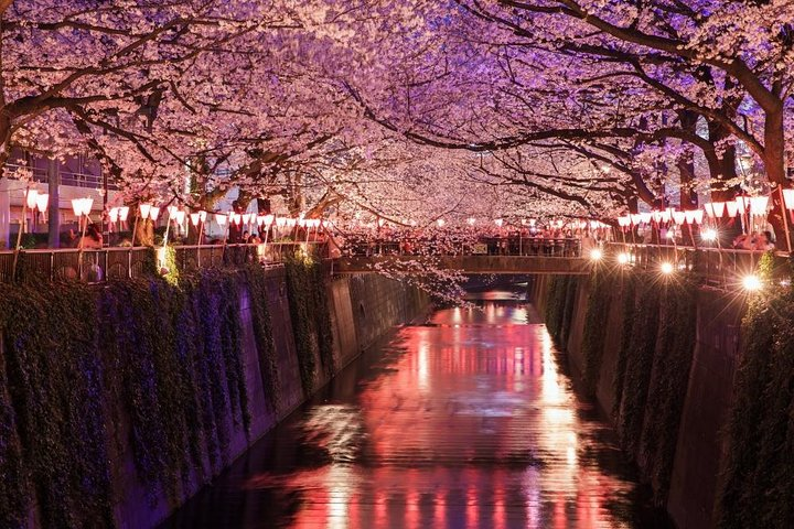 Immerse yourself in the magic of cherry blossoms illuminated at night stroll along the serene canal and indulge in local delicacies at charming eateries on this extraordinary Tokyo experience.