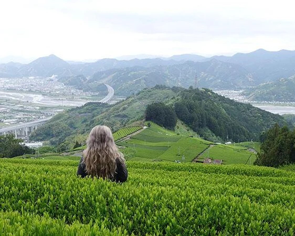 Farm and Factory Tea Tasting: Shizuoka - Photo 1 of 10