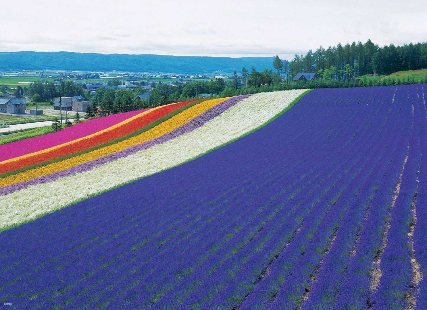 Farm Tomita, Furano Winery & Cheese Factory Bus Tour from Furano - Photo 1 of 6
