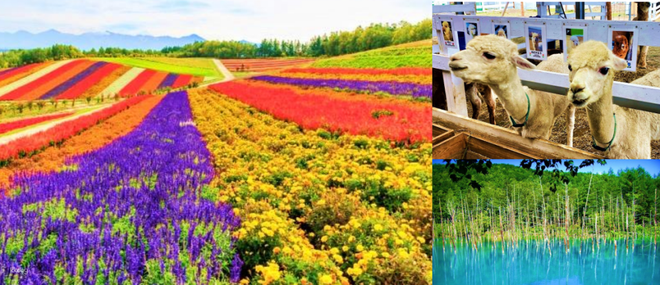 Farm Tomita, Shikisai-no-Oka and Blue Pond Tour (Multilingual Audio Tour) - Photo 1 of 11