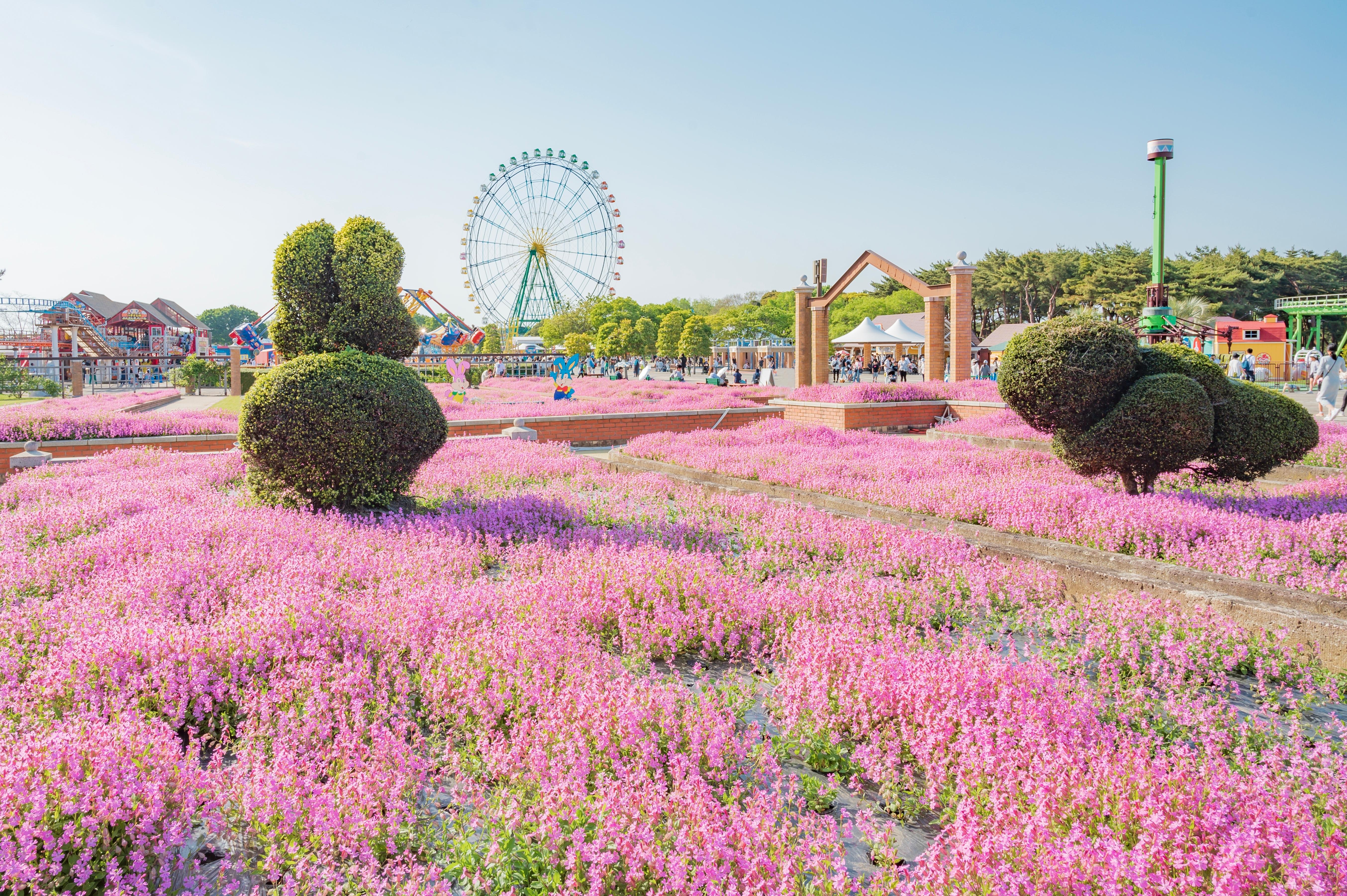 Flower Tour from Tokyo : Hitachi Seaside & Ashikaga Flower Park in