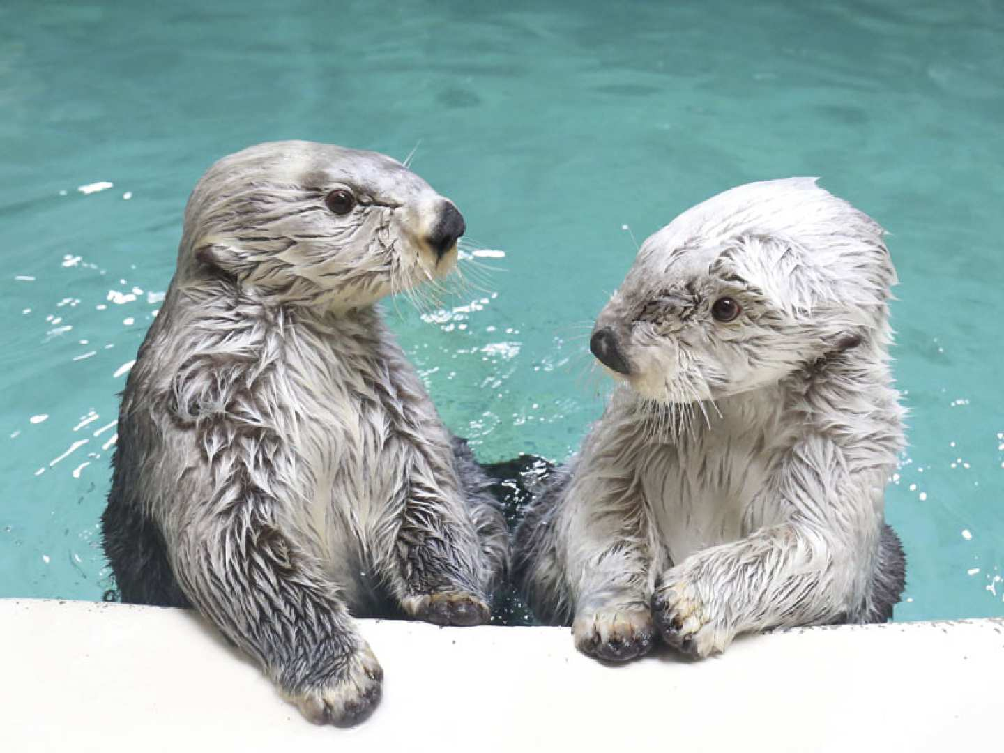 (From Namba) Have fun! Be soothed! Toba Aquarium, the largest aquarium in Japan in terms of the number of species kept, and Japan's largest large-scale commercial facility VISON | Mie Day Trip - Photo 1 of 4