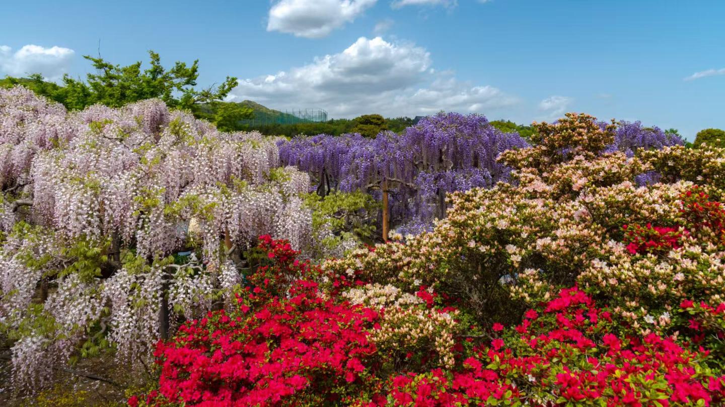 From Tokyo: Ashikaga Flower Park / Wisteria Great Festival 2025, State-owned Hitachi Seaside Park, Kamiiso-no-tori 1-Day Tour - Photo 1 of 10