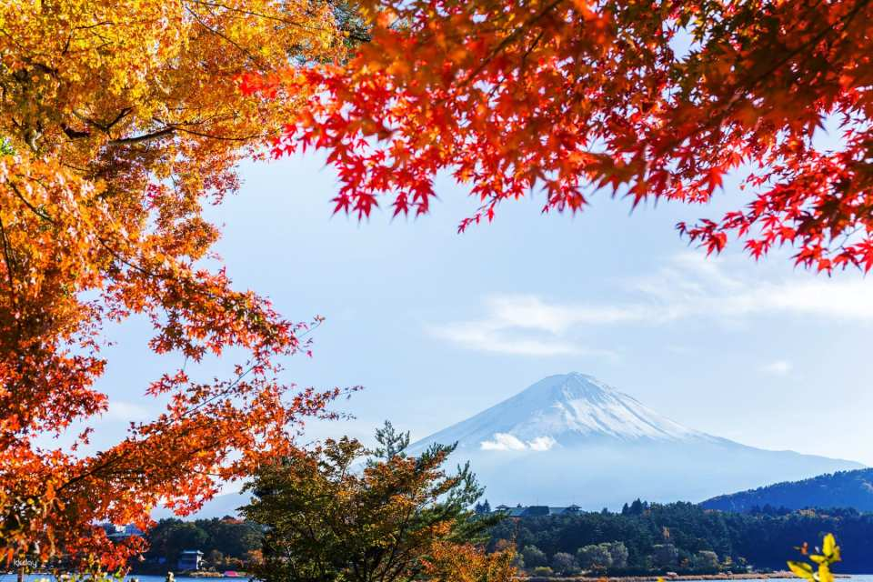 【Mt. Fuji Fruit Picking Day Trip】Arakurayama Sengen Park & ​​Seasonal Fruit Picking & Mt. Fuji & Kawaguchiko Cherry Blossom & Autumn Foliage Festival & Winter Snow Play at FUJITEN Ski Resort | Departing from Shinjuku - Photo 1 of 10