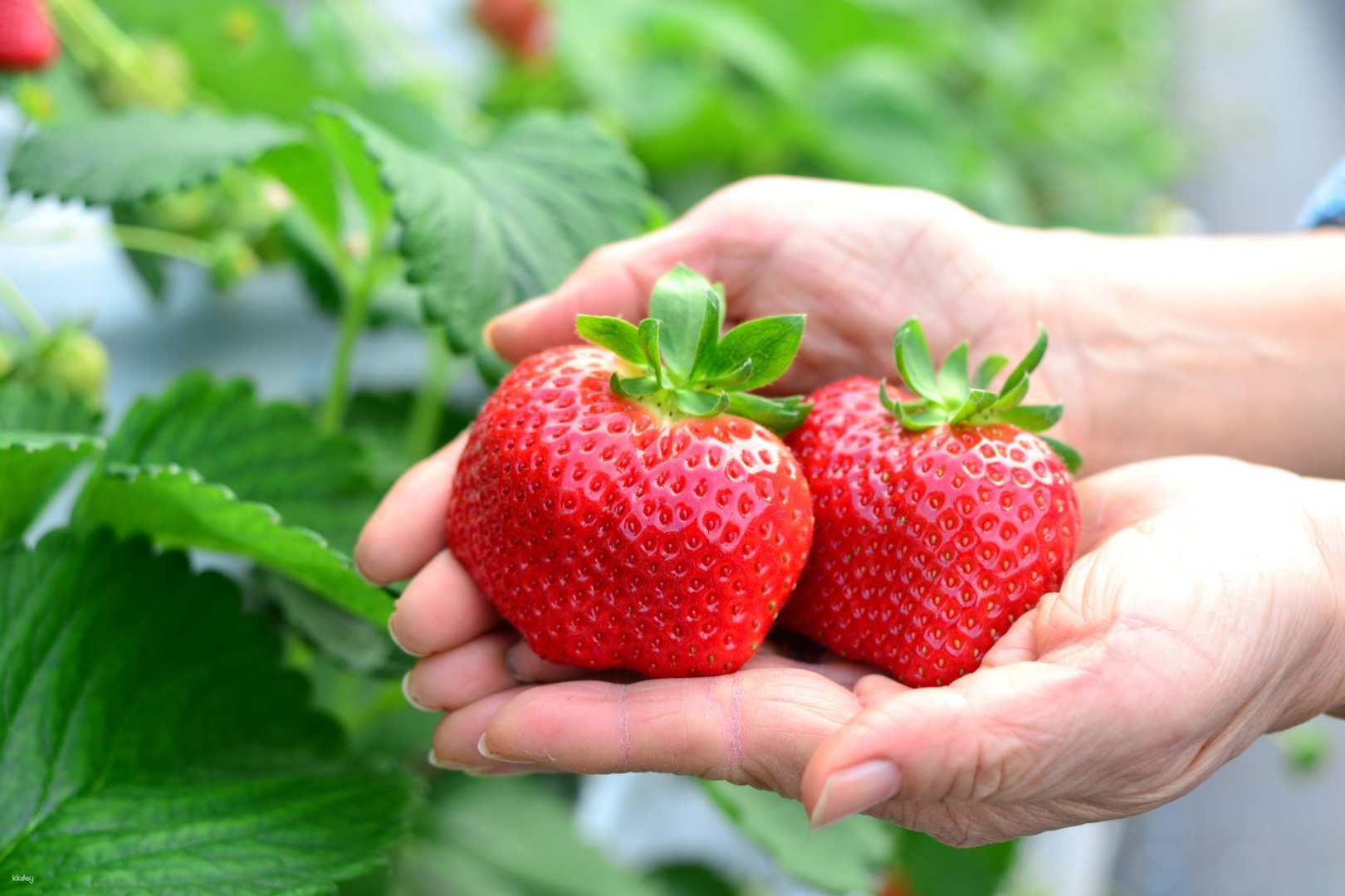 Fukuoka 1Day Tour of Delightful Discoveries! From Hello Kitty + TeamLab, Seasonal Fruits Picking to Tosu Premium Outlet! - Photo 1 of 13