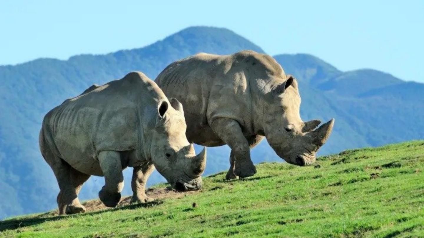 Fukuoka: Day Tour to Yufuin, Beppu Hell Onsen and Animal Park - Photo 1 of 10