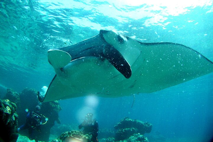 Okinawa: From Naha: 1 day Kerama Islands diving license required - Photo 1 of 11