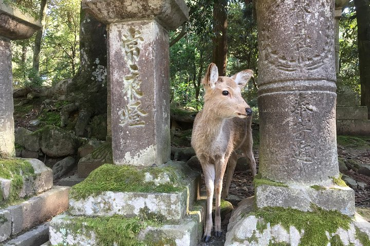 Cerf shika du parc de Nara