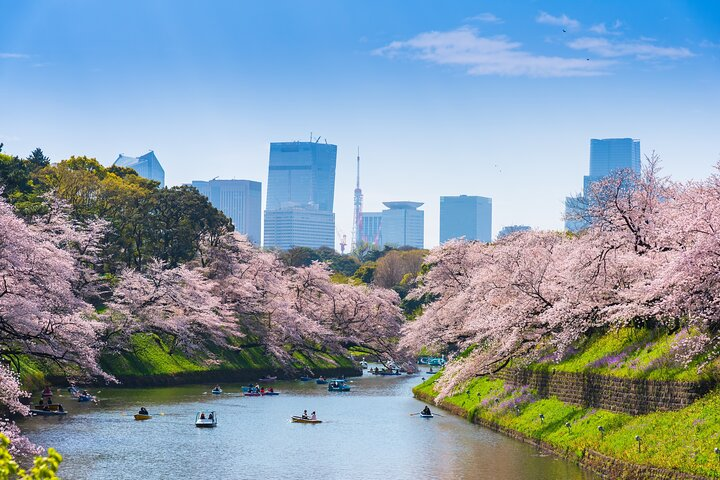 Explore Tokyo's stunning cherry blossoms along serene waterways with iconic skyscrapers as your backdrop. A perfect blend of nature and modernity awaits every traveler on this unique shore excursion.