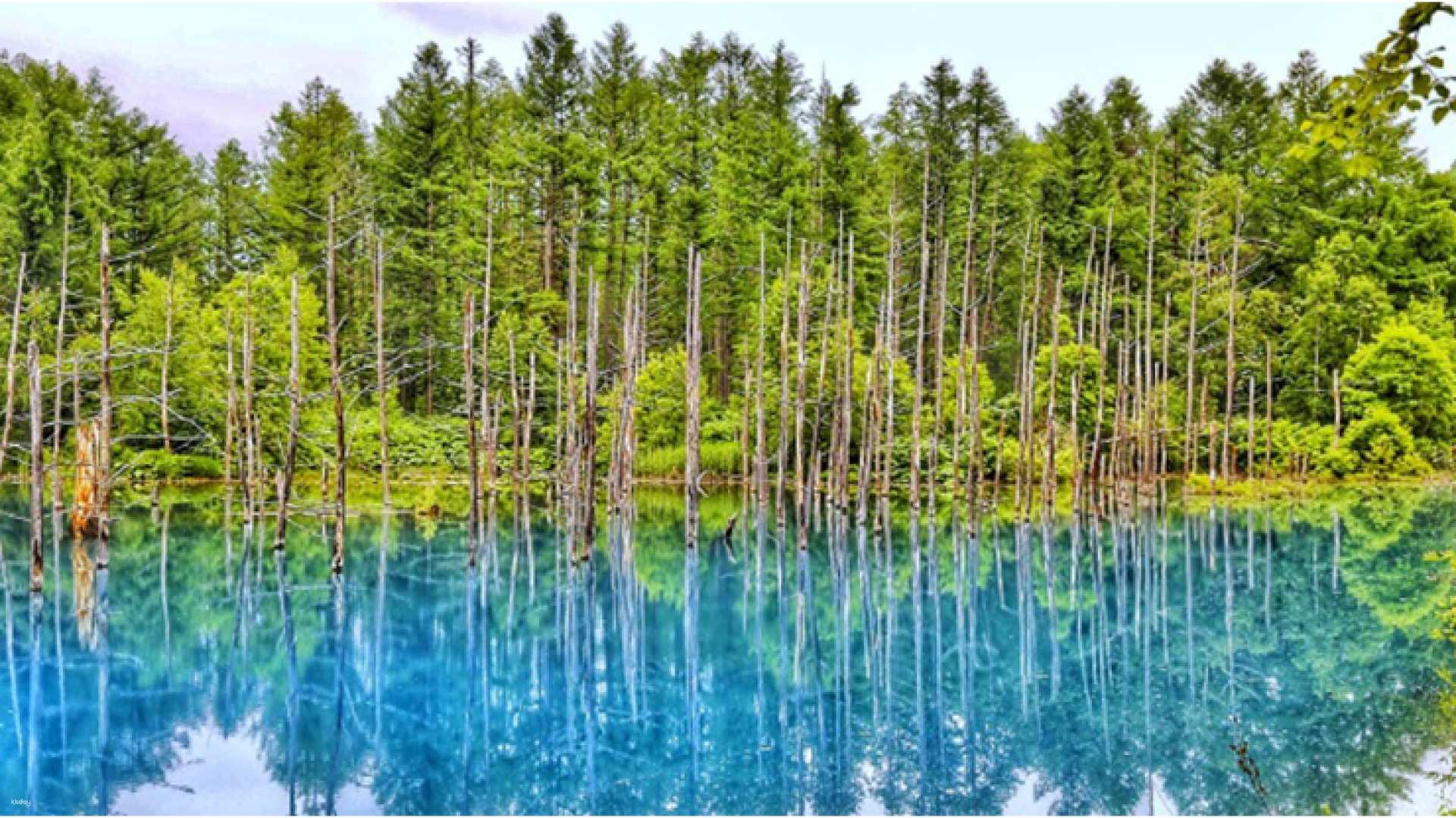 Discover the stunning Shirogane Blue Pond where crystal-clear waters reflect lush greenery creating a serene setting perfect for relaxation and enjoying nature's beauty in Hokkaido.