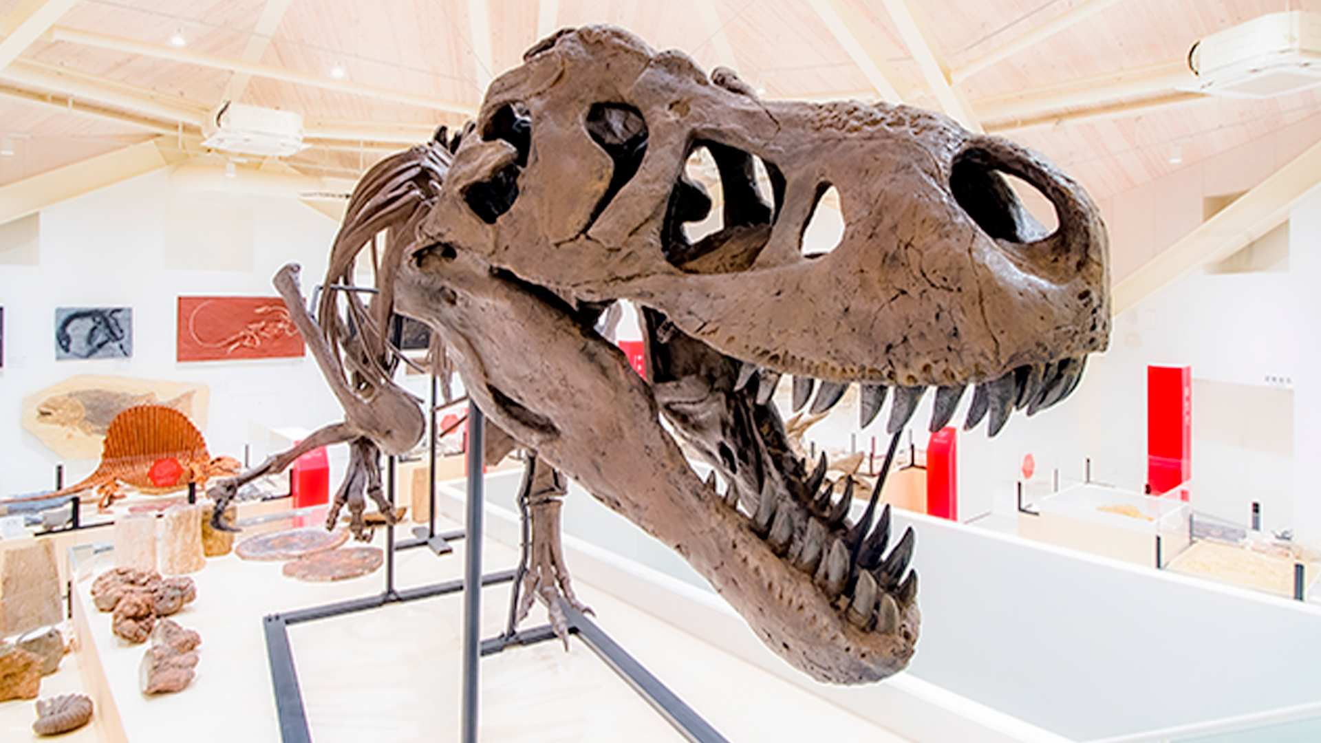 Genbudo Museum Ticket Reservation (Toyooka City, Hyogo Prefecture, Museum) - Photo 1 of 10