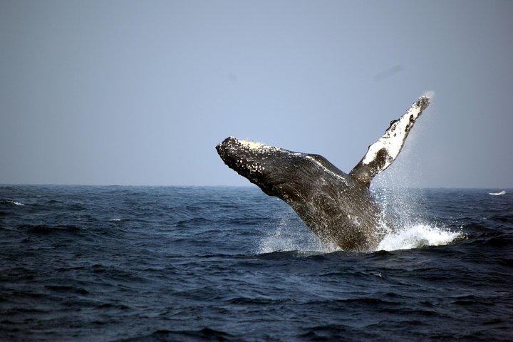 Humpback whales can be seen in such close proximity in Japan.