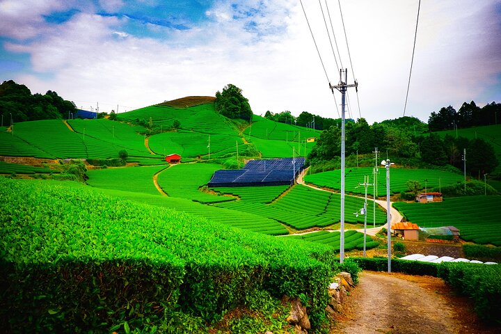 Wazuka Tea Plantations