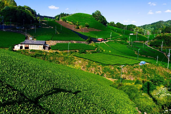 Scenic Green Tea Fields of Hidden Kyoto & Local Tea Exp (Private) - Photo 1 of 25