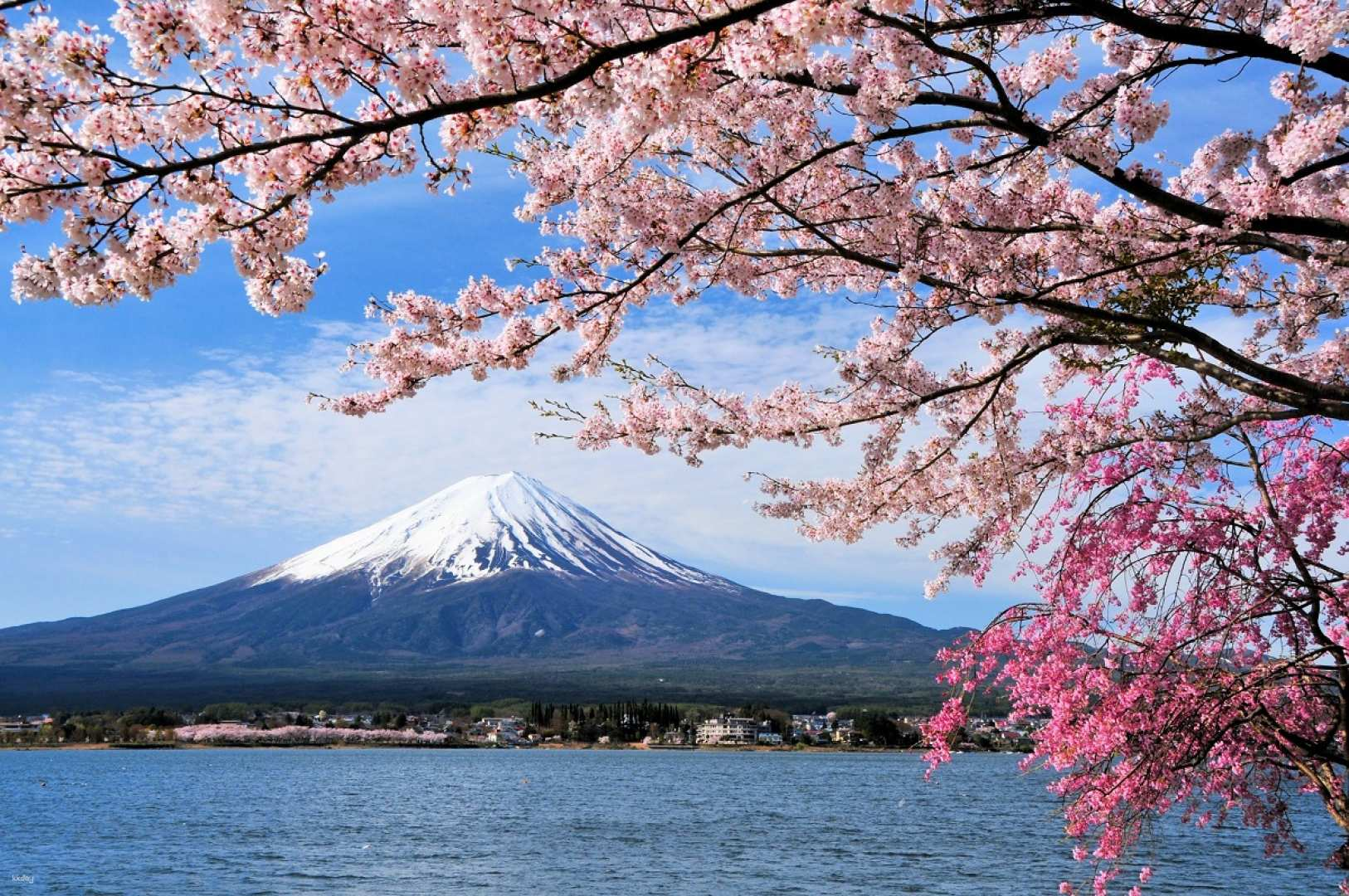 Experience stunning views of Mount Fuji framed by cherry blossoms creating a picturesque backdrop for your adventure on Lake Ashi and the Hakone Ropeway. Nature's beauty awaits!