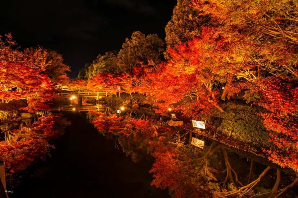 Half-day tour/Tokai's best autumn foliage spot "Korankei" Approx. 120 minute stay Flowers and lights together! Nabana no Sato Illumination (Departing from Nagoya) - Photo 1 of 3