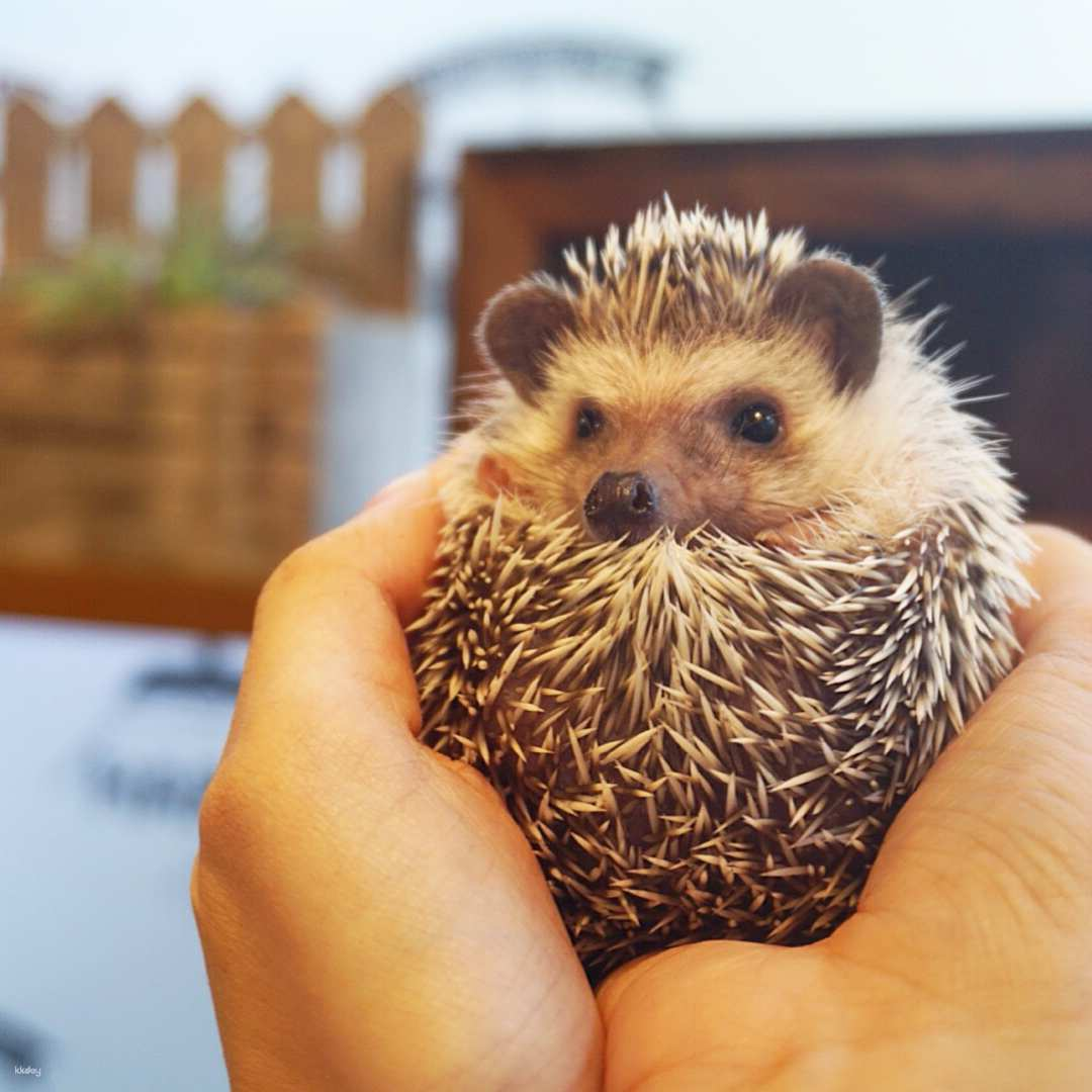 Experience the cozy charm of Hedgehog Cafe in Harajuku Tokyo where gentle hedgehogs invite playful interactions creating memorable moments in a unique and delightful setting for animal lovers.