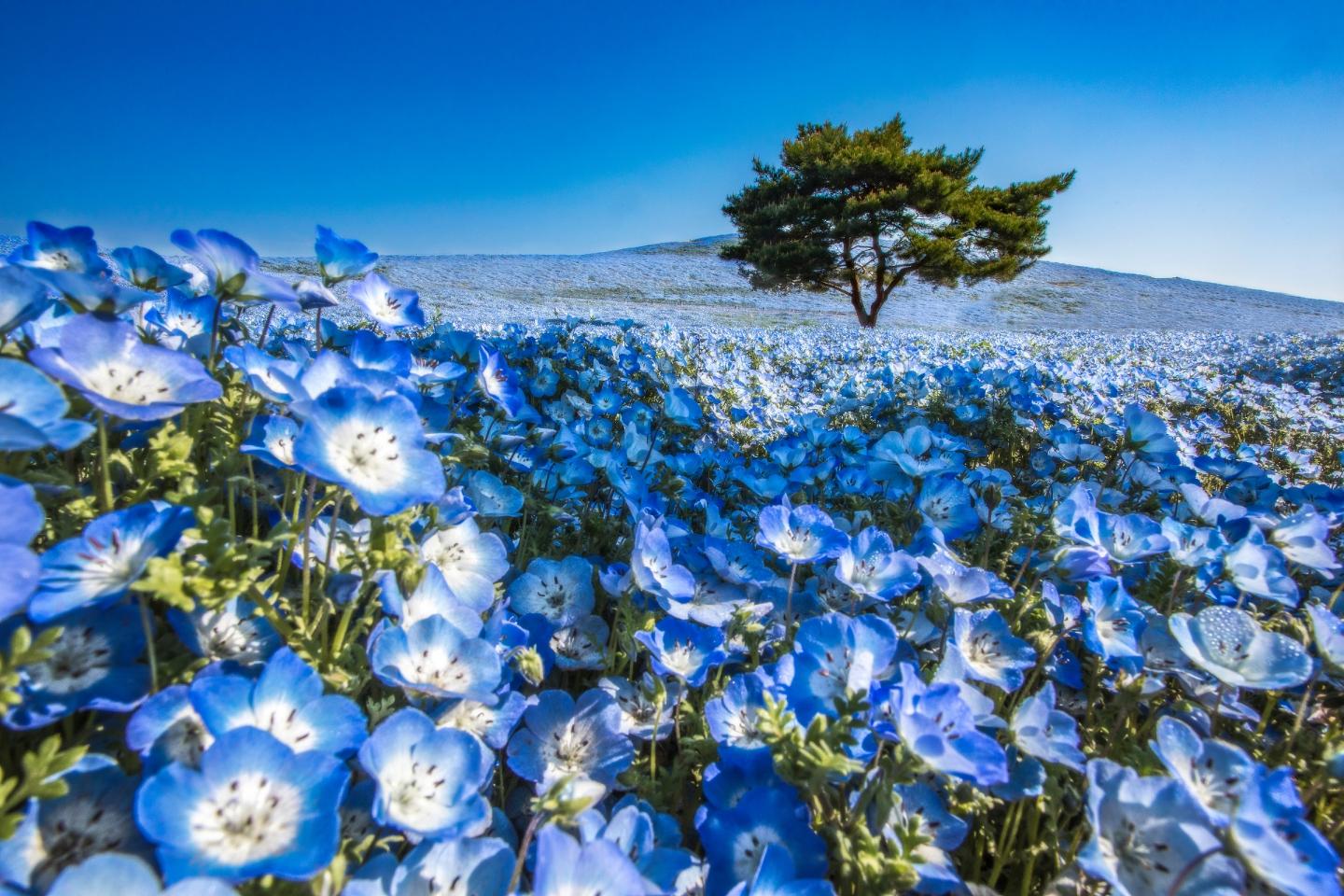 Hitachi Seaside Park, Oarai "Sea Torii" & Ushiku Great Buddha Day Trip - Photo 1 of 10