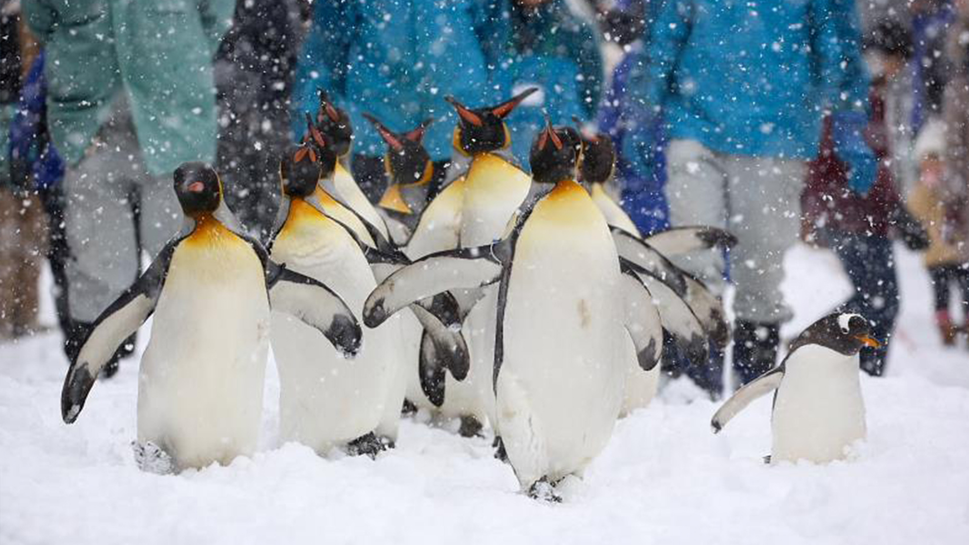 Observe charming penguins waddling through a snowy landscape delighting visitors at Asahiyama Zoo while surrounded by a breathtaking winter scene perfect for unforgettable memories in Hokkaido.