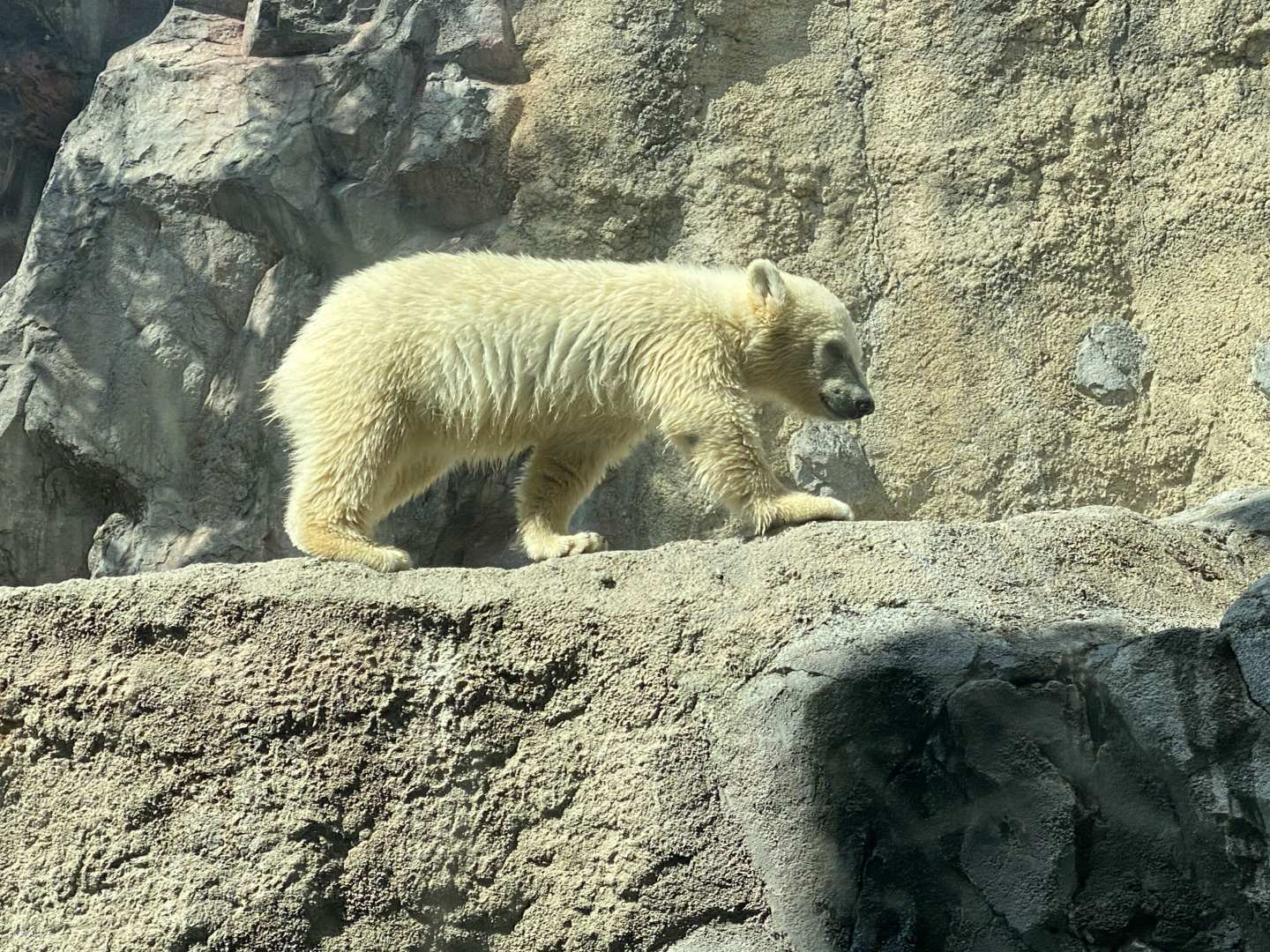 Experience the charm of wildlife up close with a visit to Asahiyama Zoo where playful polar bears and stunning landscapes create unforgettable memories for every traveler.