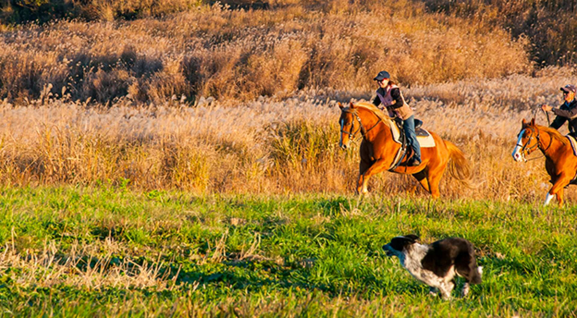 Horse-Riding Experience El Patio Ranch - Photo 1 of 5