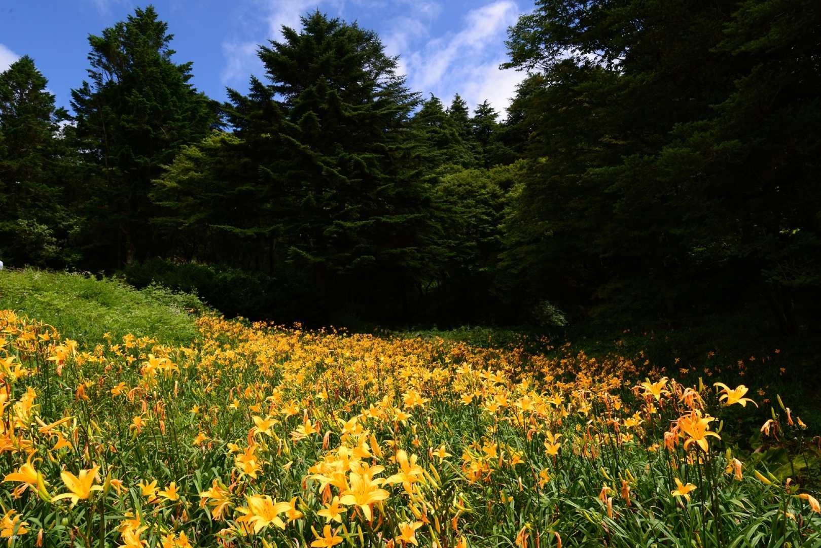 [Instant Reservation Confirmation] Rokko Alpine Botanical Garden | Hyogo, Kobe - Photo 1 of 5