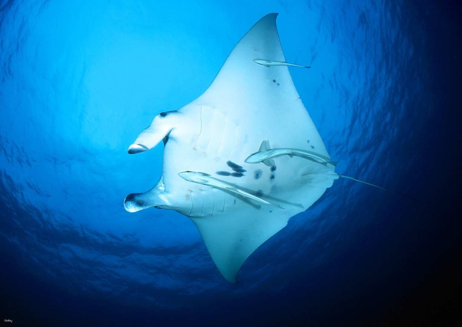 Ishigaki Island Diving Day Tour (Diver Certification Required)｜Okinawa, Japan - Photo 1 of 11