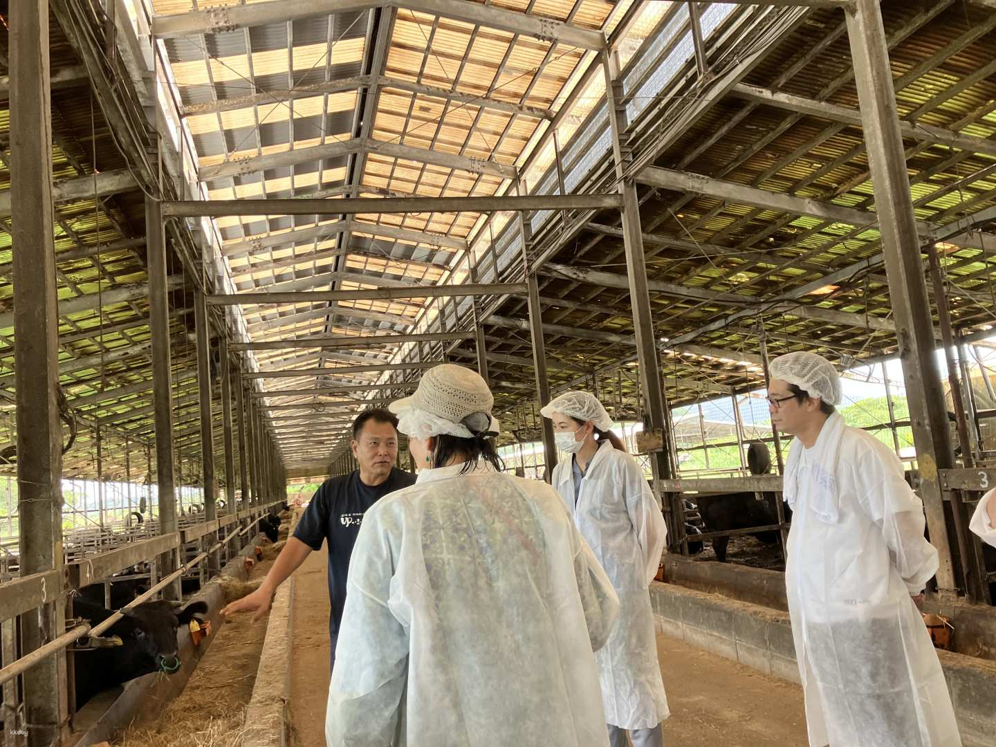 Ishigaki Island: Visit a Wagyu Beef Pasture and Taste Ishigaki Beef Yakiniku - Photo 1 of 4