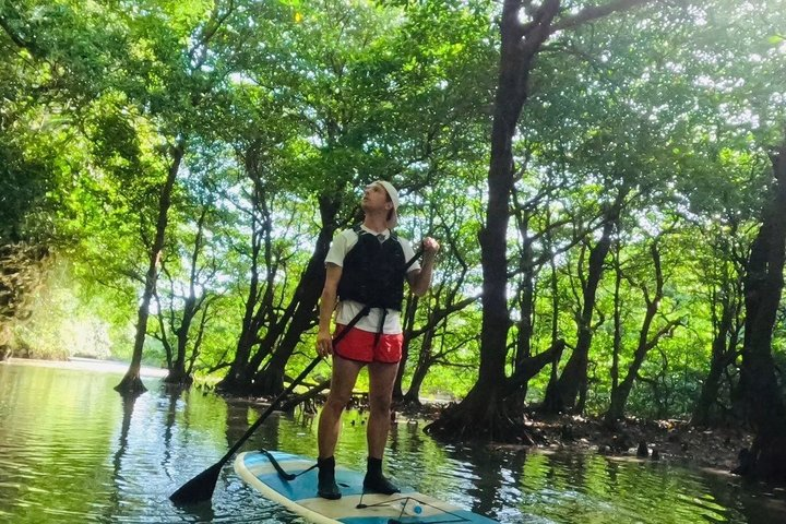 Okinawa Ishigaki Mangrove SUP or Canoe Tour - Photo 1 of 25