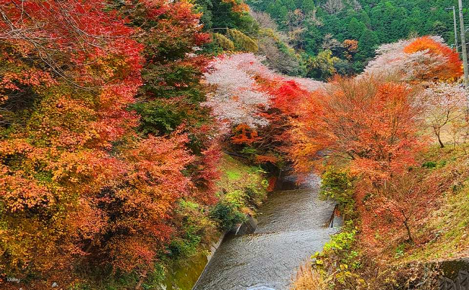 Japan: A Day Trip to Tiger Creek Mountain Cherry Blossoms and Fall Foliage Viewing | Tiger Creek Mountain Eihoji Temple, Korankei Gorge, and the Obara Shiki Cherry Blossom Festival (Departing from Nagoya) - Photo 1 of 10