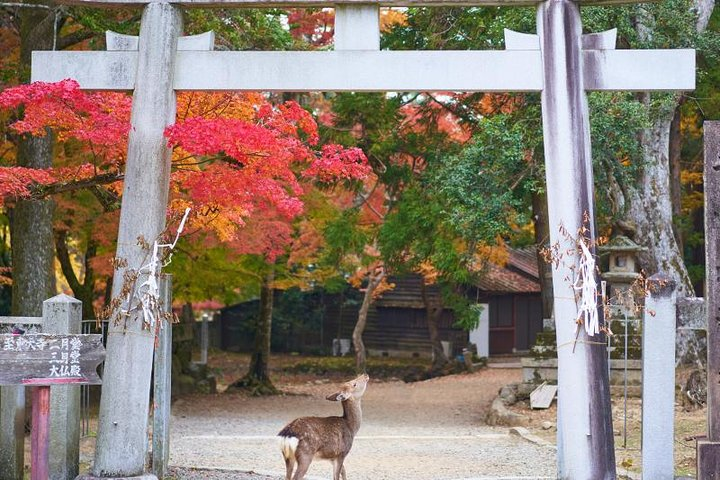 Experience Japan's stunning autumn colors as a majestic deer wanders through a traditional torii gate surrounded by brilliant foliage—a perfect moment for travelers exploring cultural landmarks.